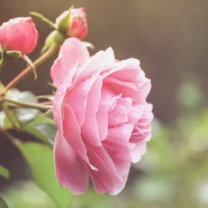 Close-up pink rose blossom Close-up pink rose blossom